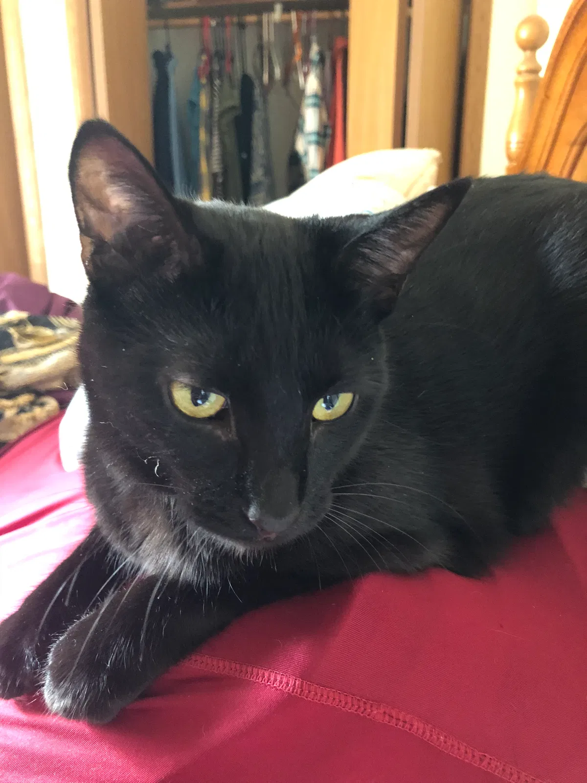 Lost cat in Neenah, WI, 54956