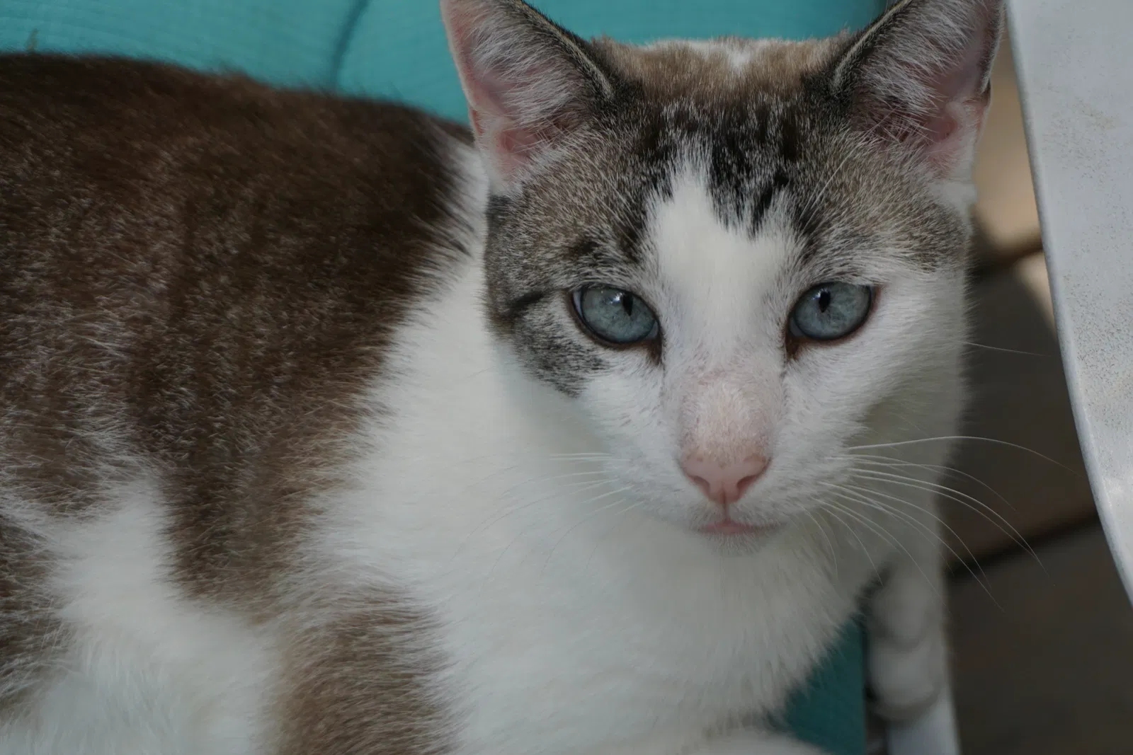 Lost cat in Fort Mill, SC, 29708