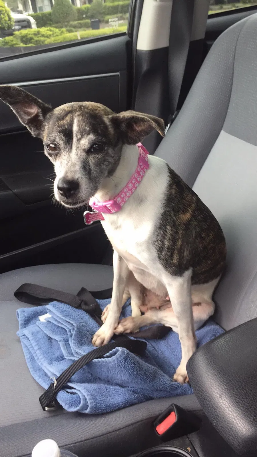 Lost dog in Dunnellon, FL, 34434