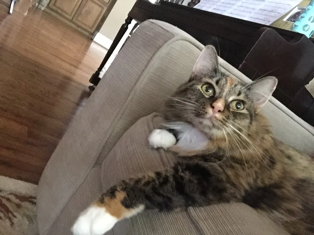 Lost cat in Davidson, NC, 28036