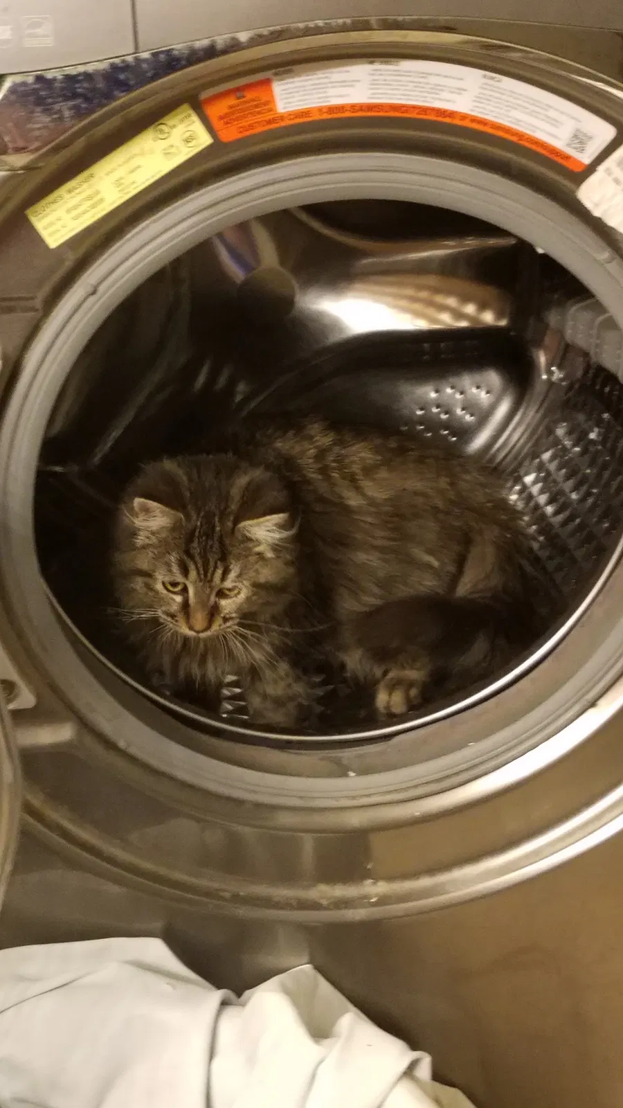 Lost cat in Troy, OH, 45374