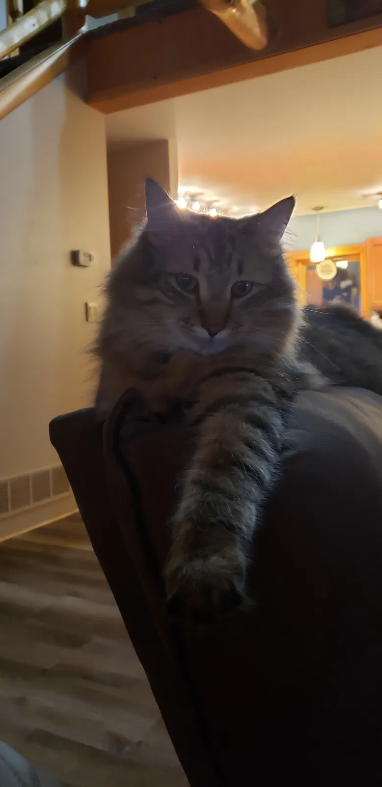 Lost cat in Howard City, MI, 49329