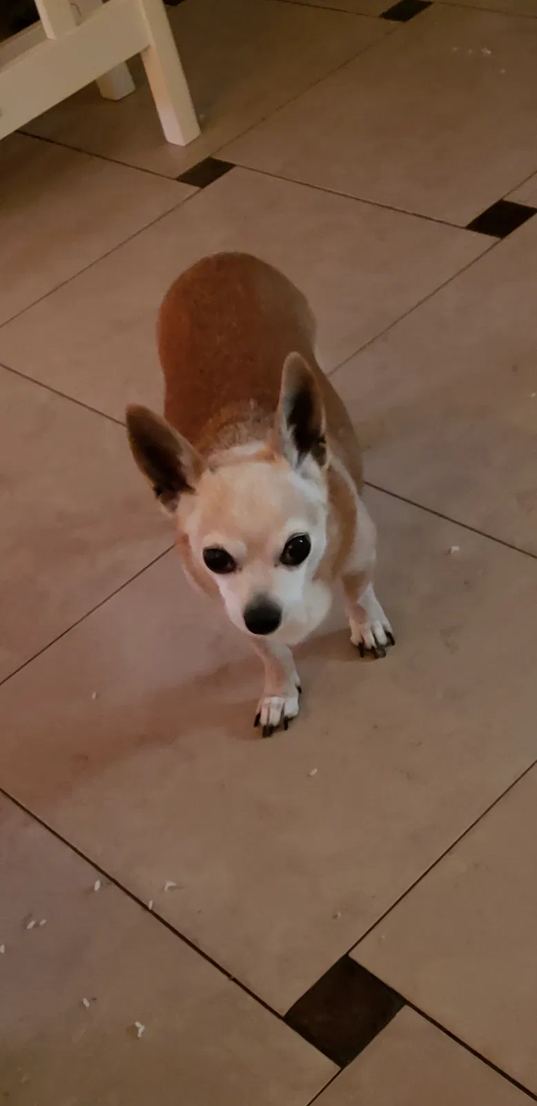Lost dog in Orlando, FL, 32803