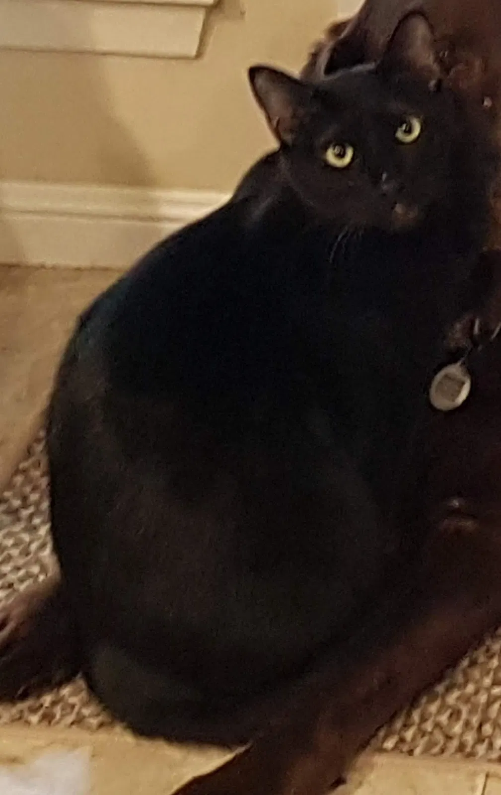 Lost cat in Spring, TX, 77379