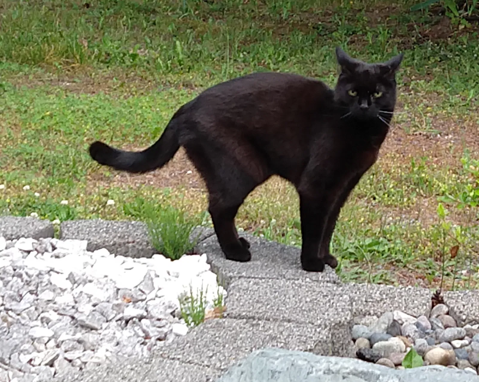 Lost cat in Graham, WA, 98338