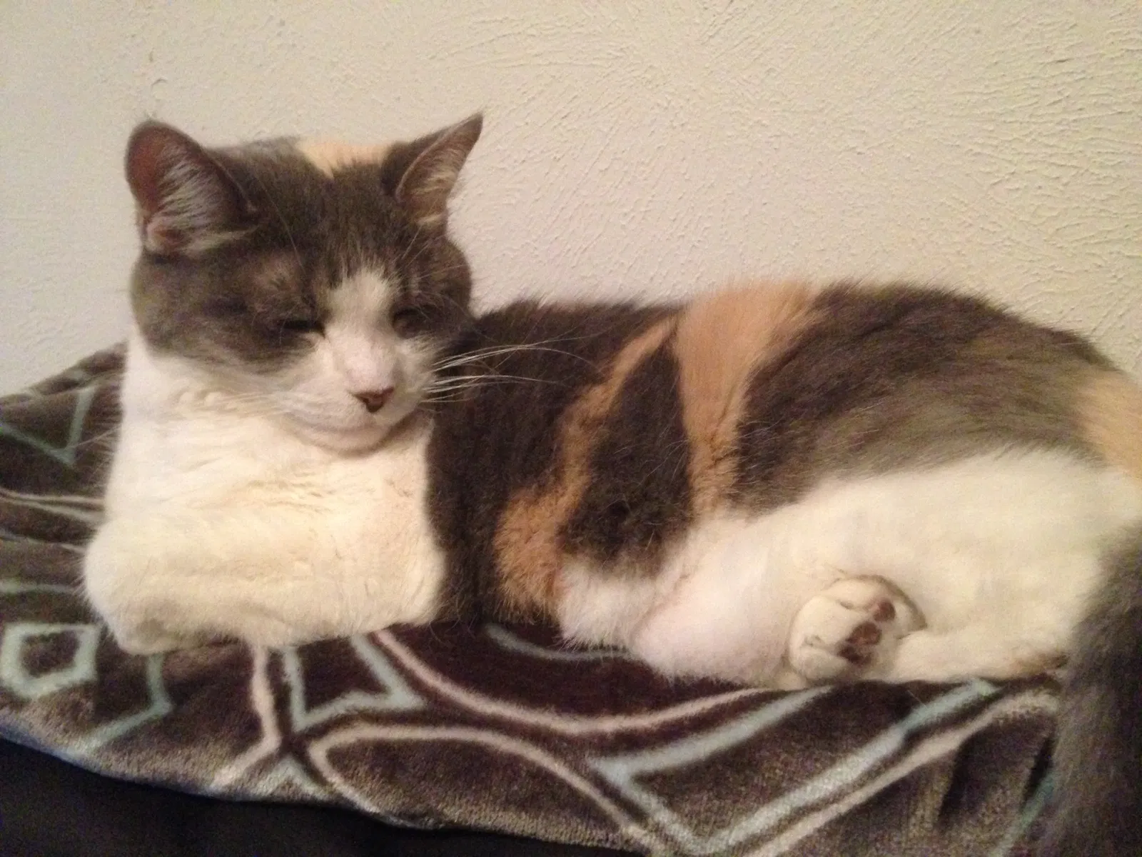 Lost cat in Allen, TX, 75013