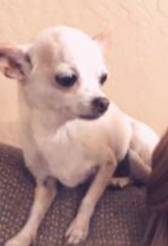 Lost dog in Tolleson, AZ, 85353