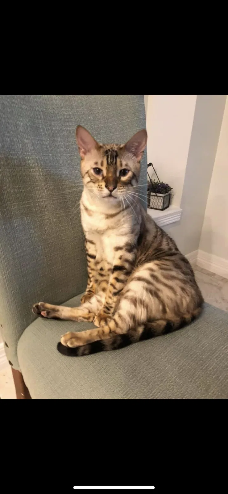 Lost cat in Lewisville, TX, 75077