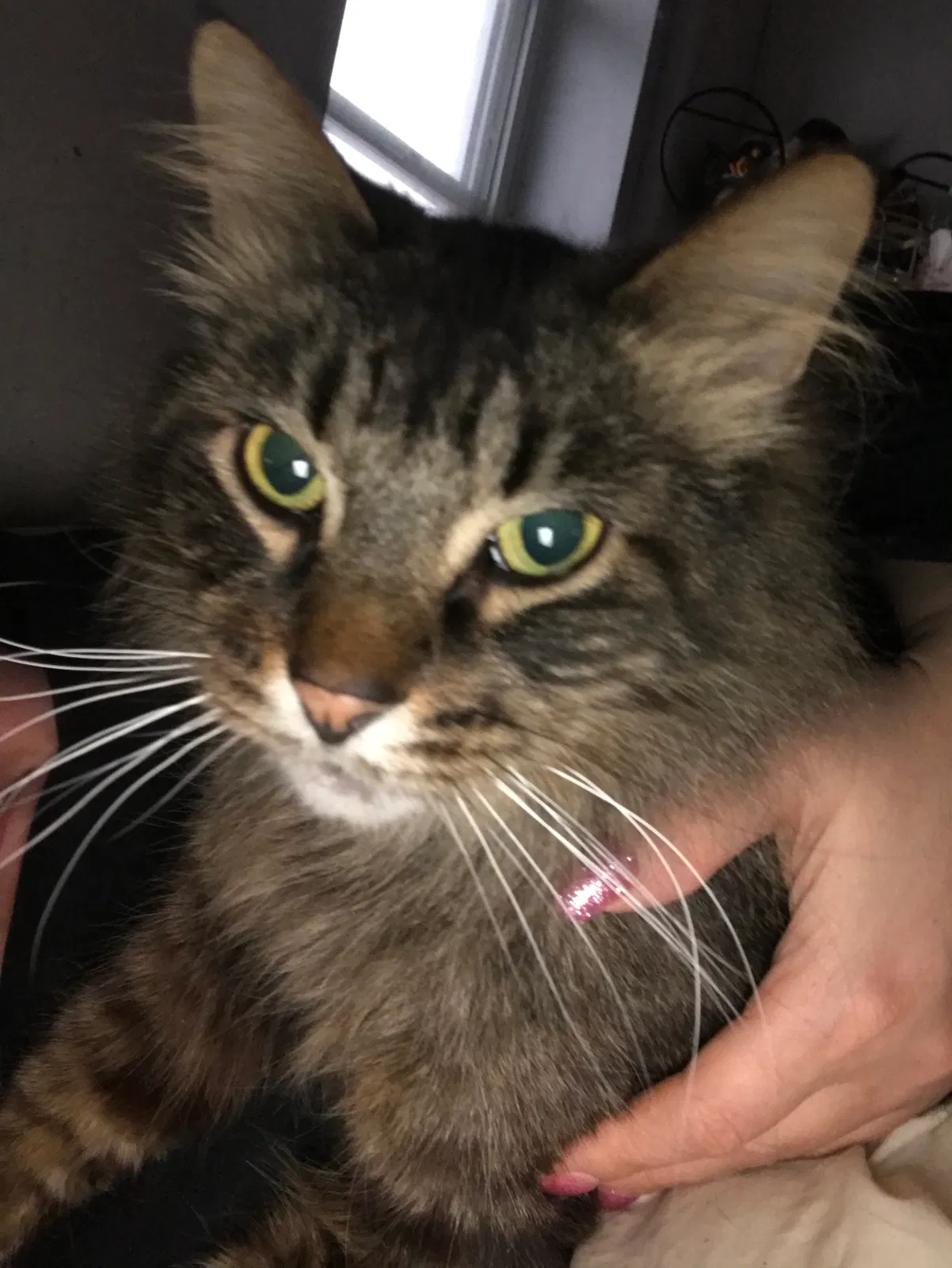 Lost cat in Lansing, MI, 48915