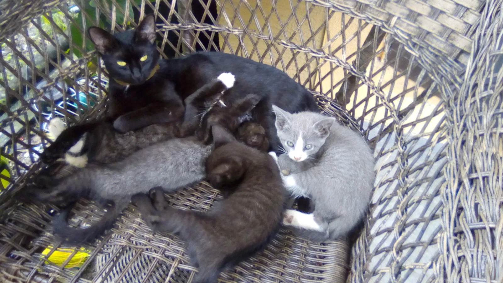 Lost cat in Deland, FL, 32724