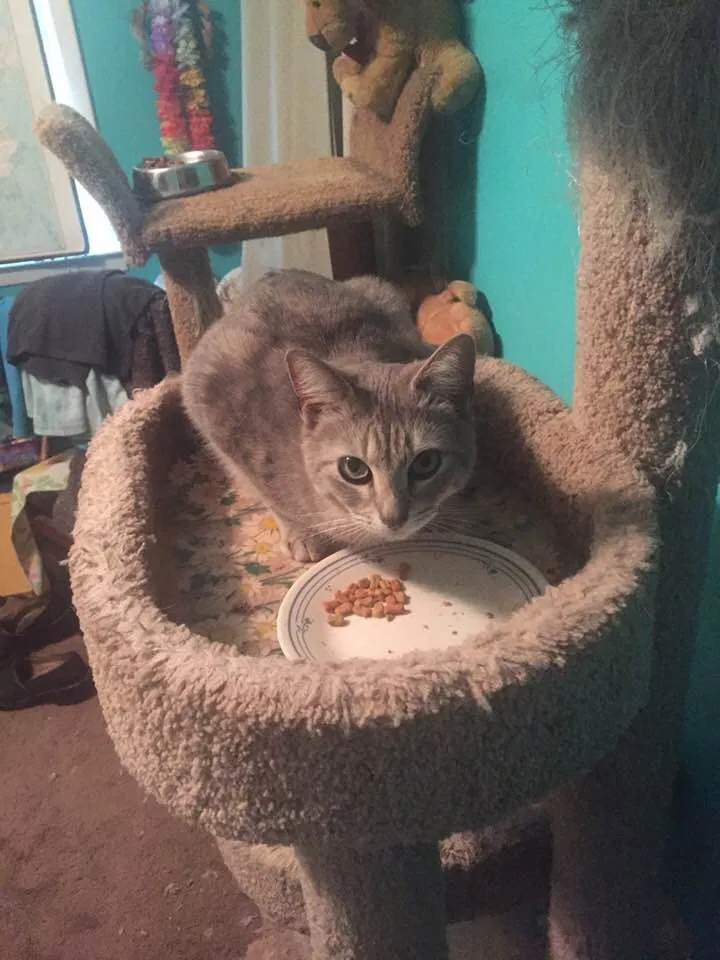 Lost cat in Smyrna, GA, 30082
