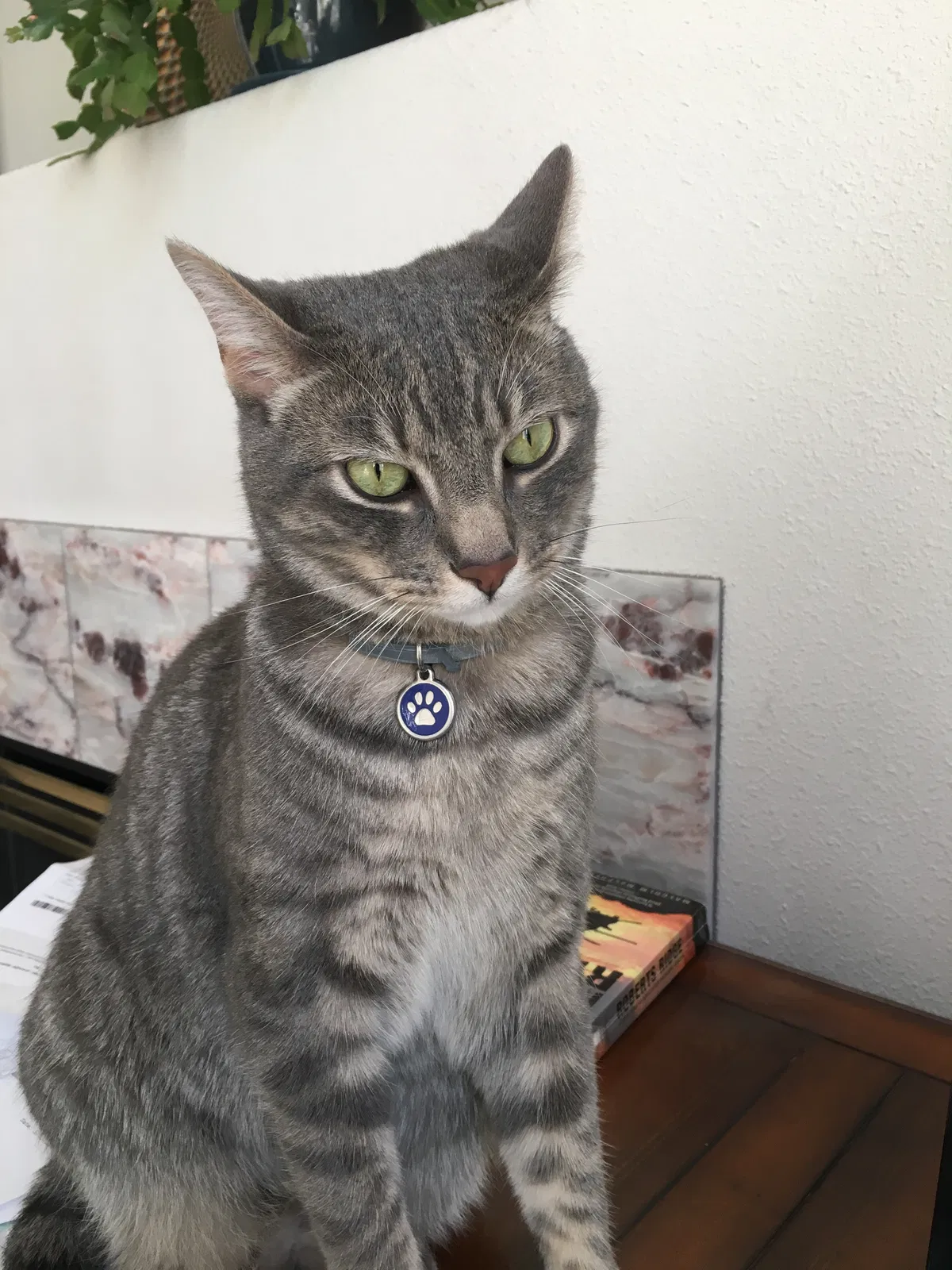 Lost cat in Camas, WA, 98607