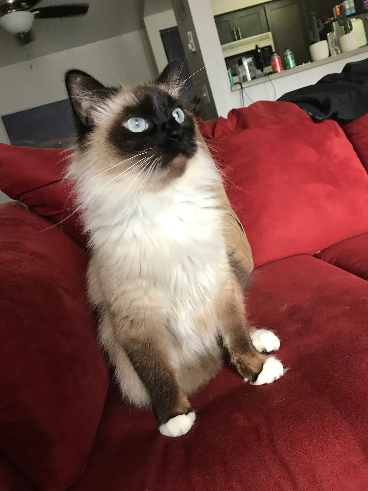Lost cat in Lynnwood, WA, 98036