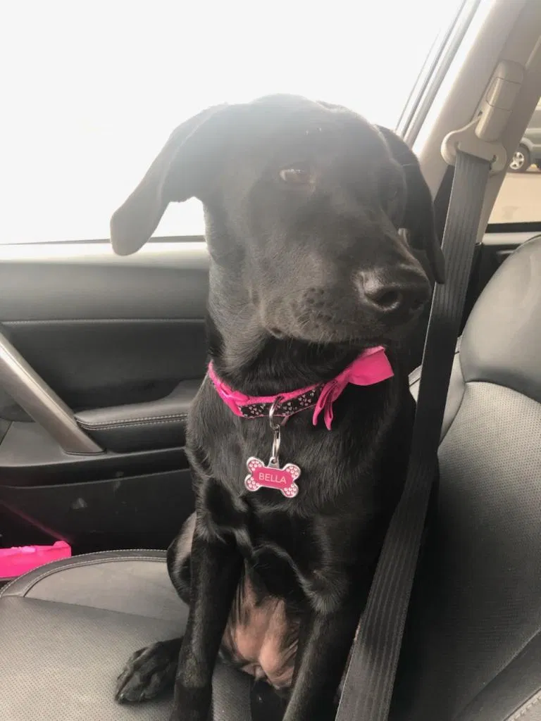 Lost dog in Chewelah, WA, 99109