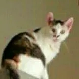 Lost cat in Greensboro, NC, 27407
