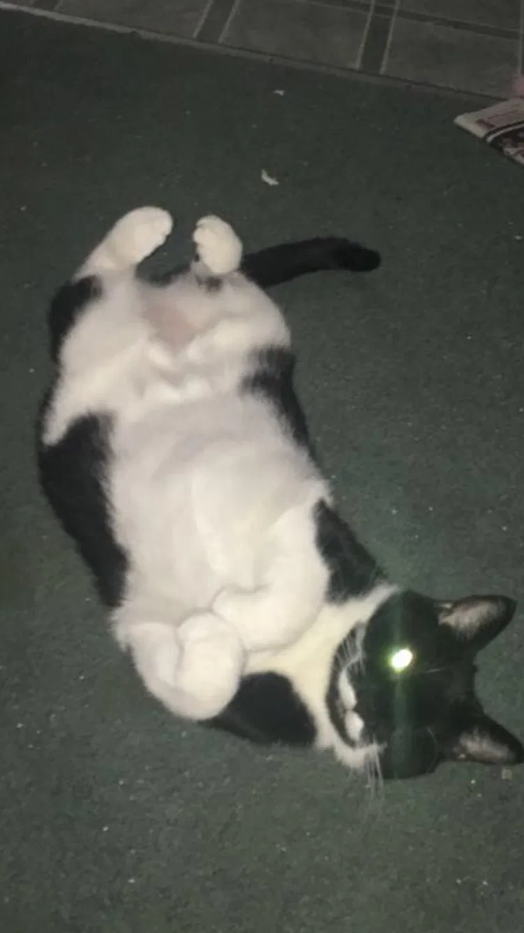 Lost cat in Eagle Point, OR, 97524