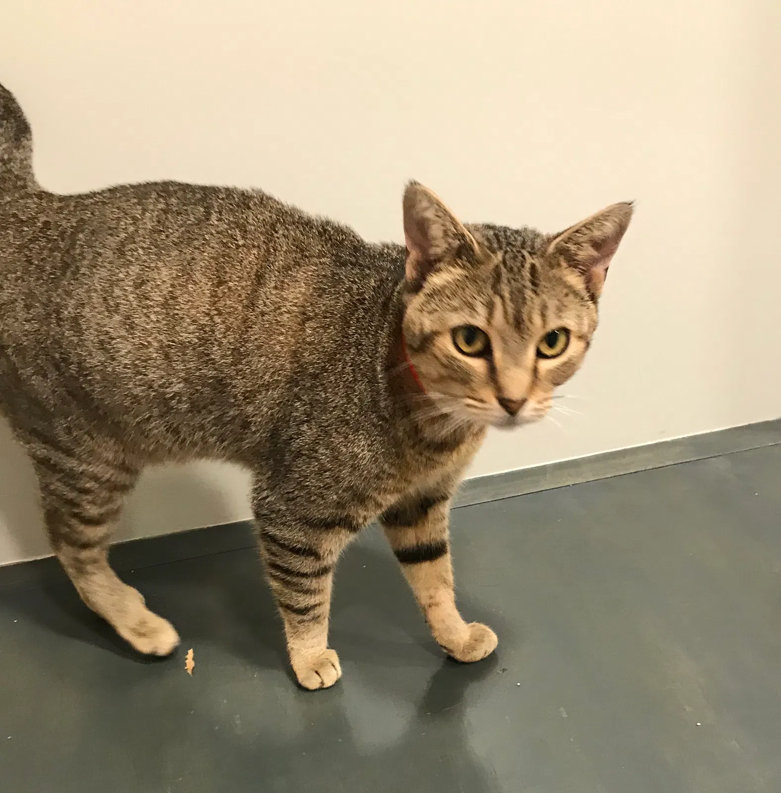 Lost cat in Powell, TN, 37849