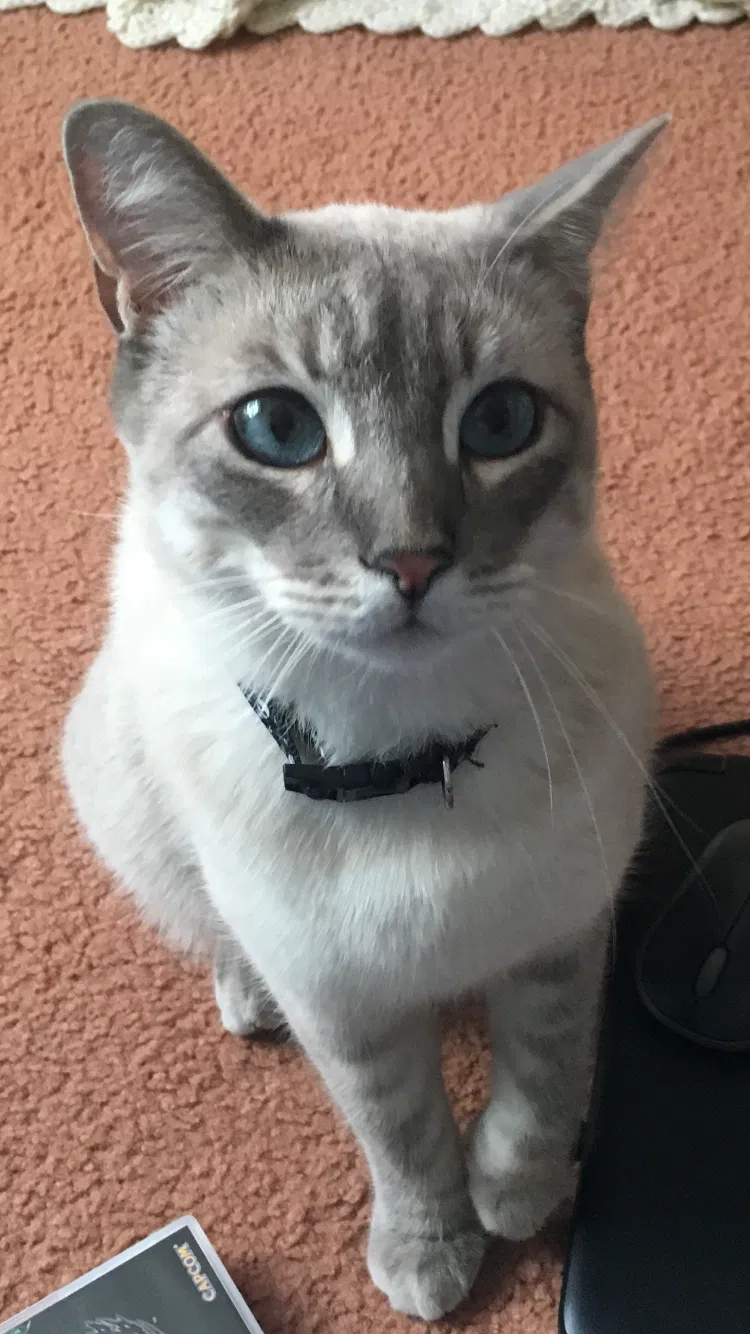 Lost cat in Stockton, CA, 95219