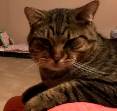 Lost cat in Thornville, OH, 43076