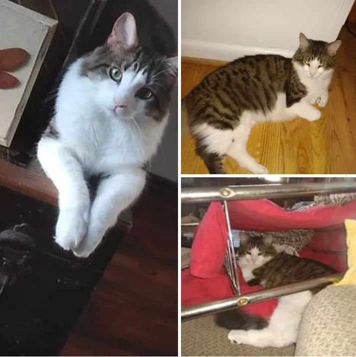 Lost cat in Saint Louis, MO, 63123