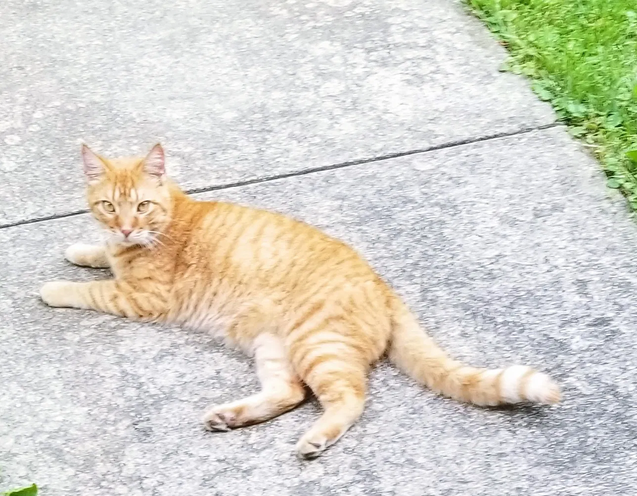 Lost cat in Champaign, IL, 61821