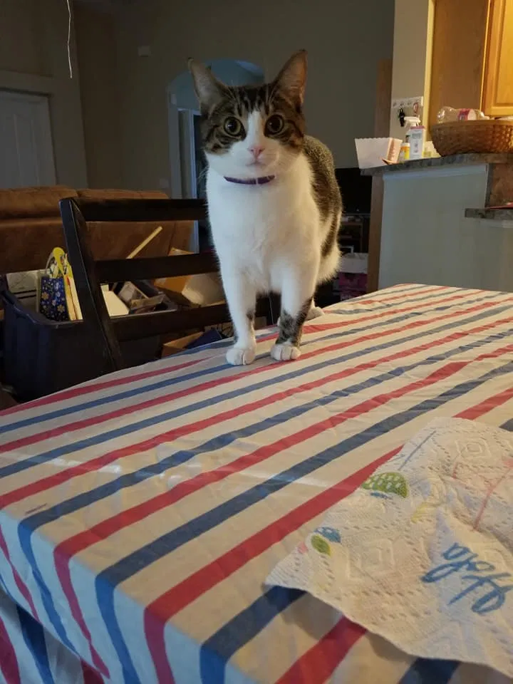Lost cat in Deltona, FL, 32725