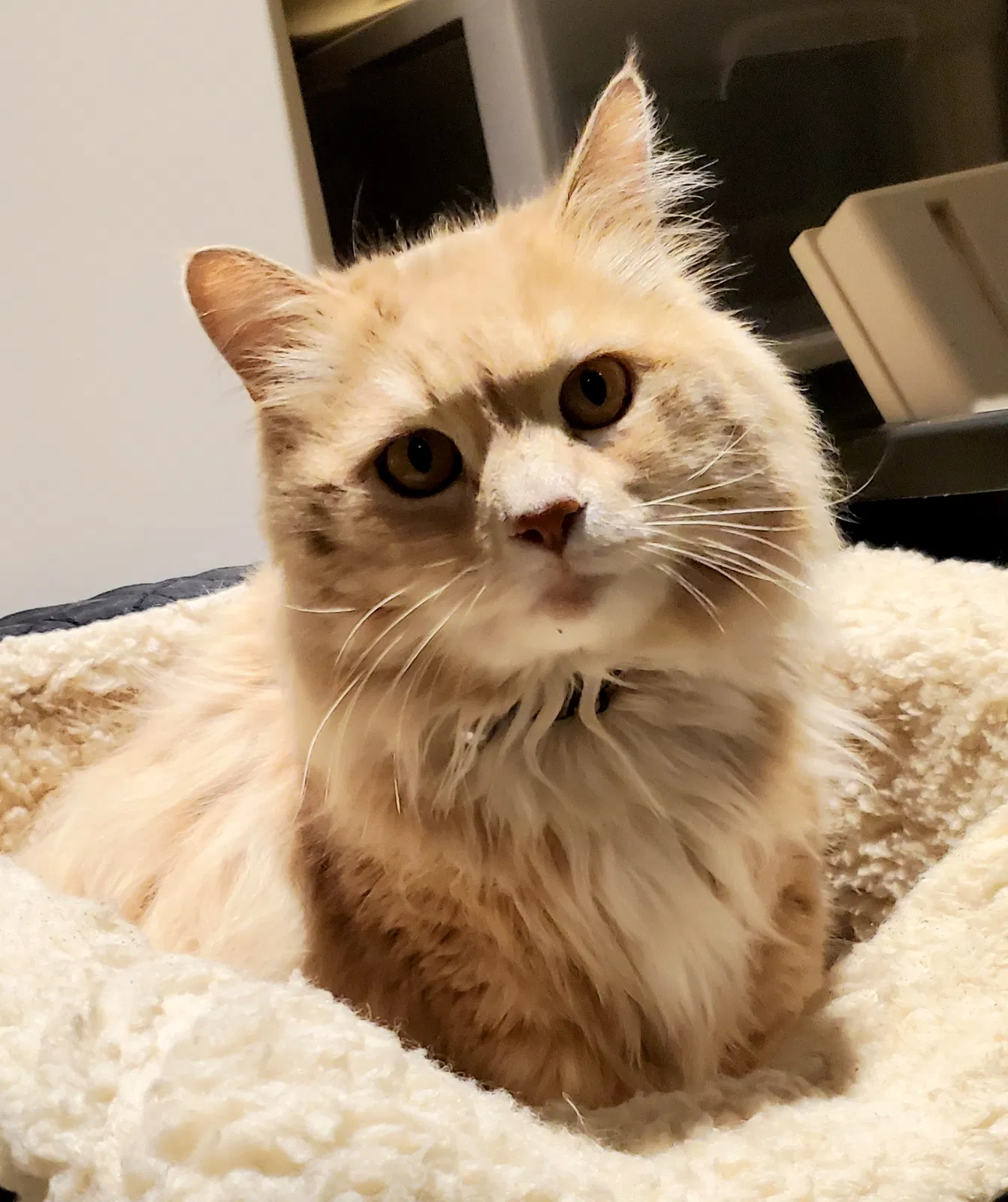 Lost cat in Puyallup, WA, 98374