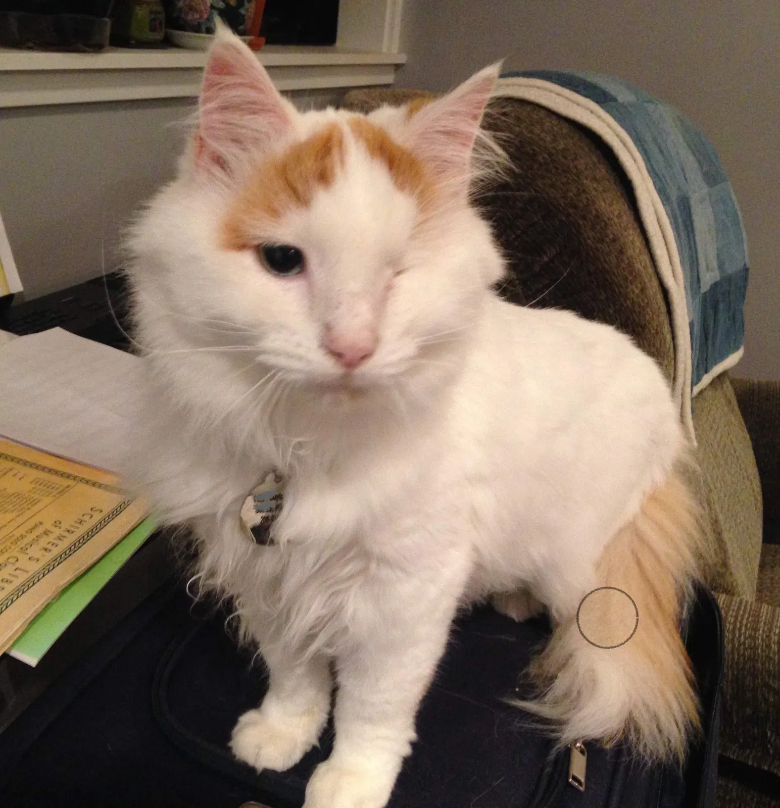 Lost cat in Seattle, WA, 98133