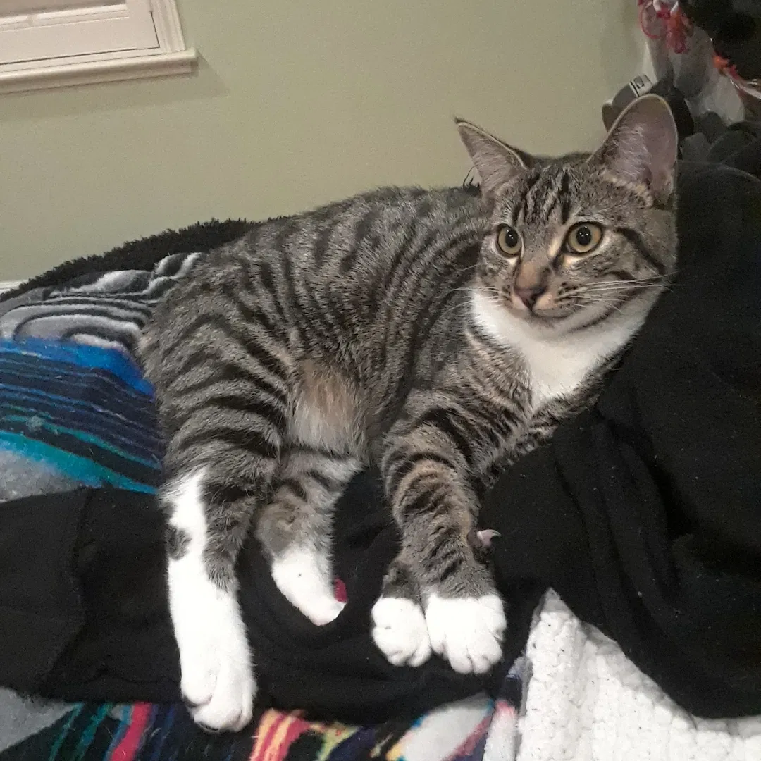 Lost cat in San Ramon, CA, 94583