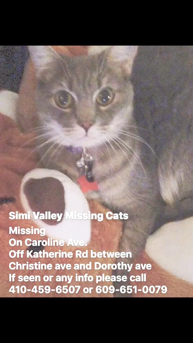 Lost cat in Simi Valley, CA, 93063