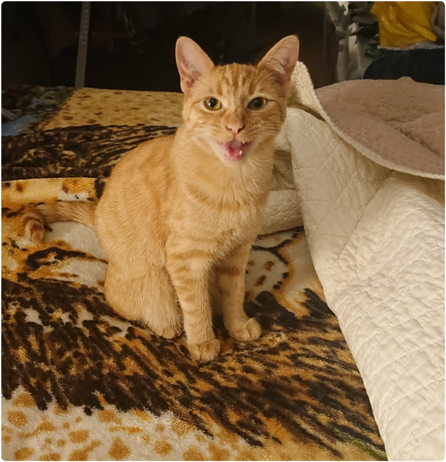 Lost cat in Glendale, CA, 91201