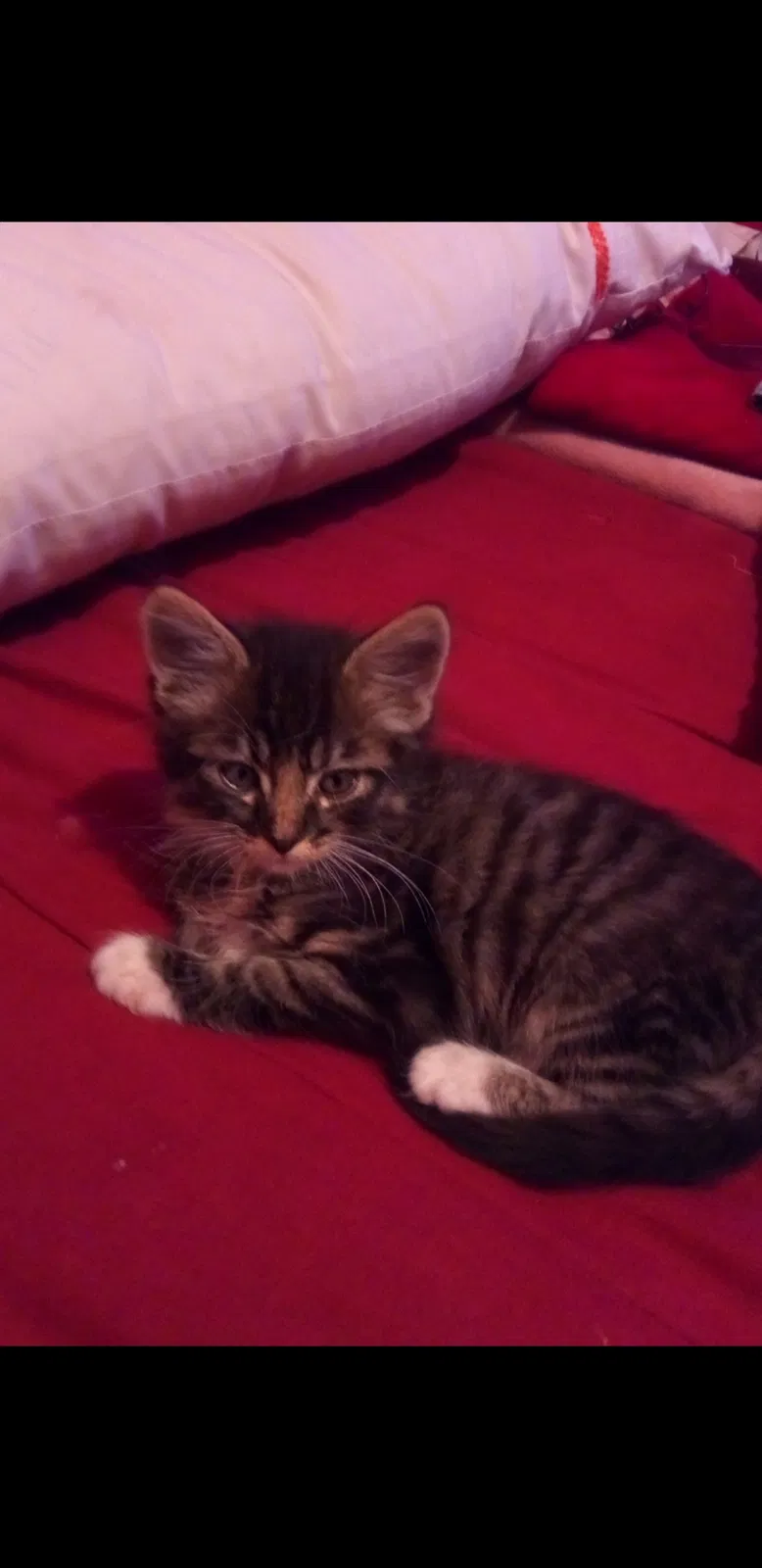 Lost cat in North Las Vegas, NV, 89030