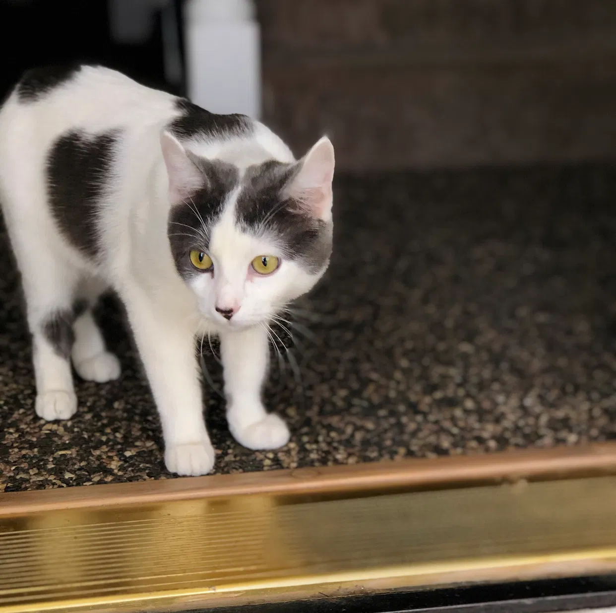 Lost cat in Paso Robles, CA, 93446
