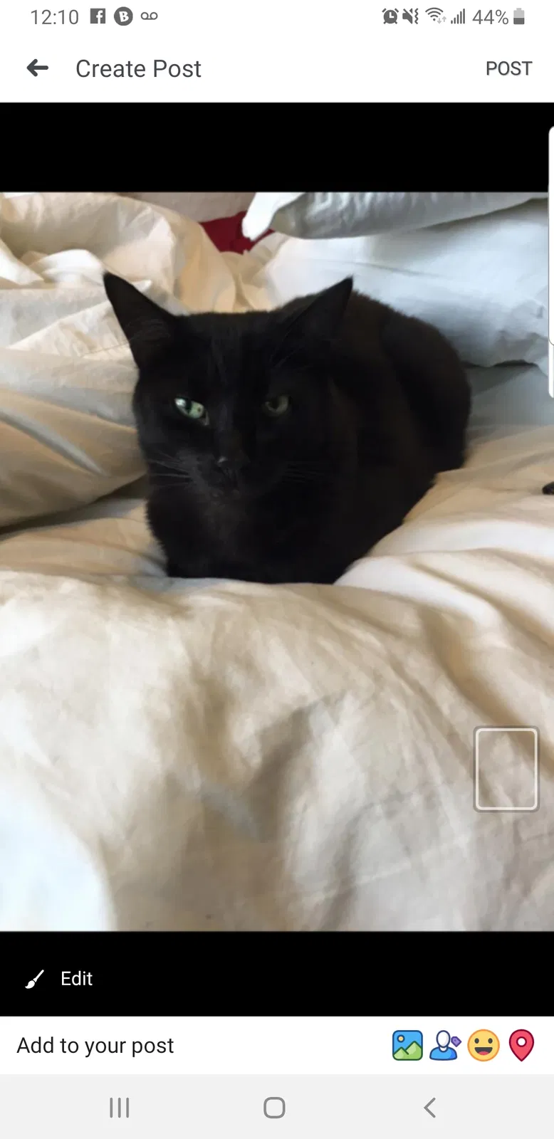 Lost cat in Unknown, CA, 0
