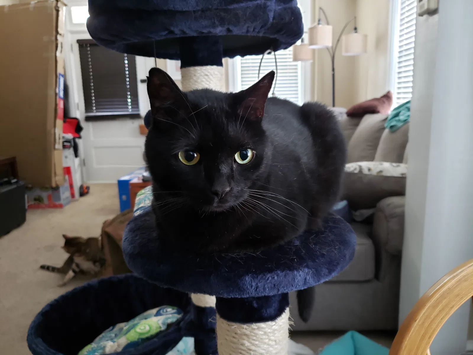 Lost cat in Mountville, PA, 17554