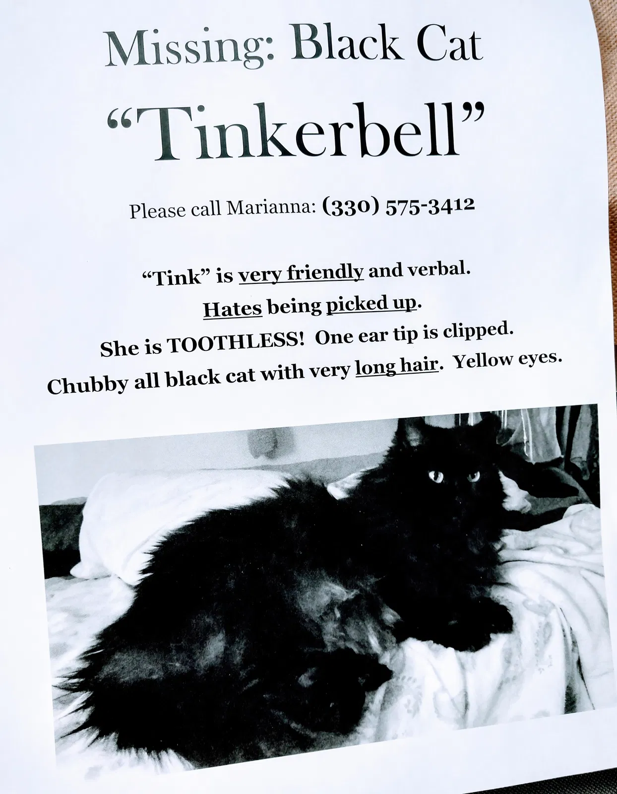 Lost cat in Akron, OH, 44321