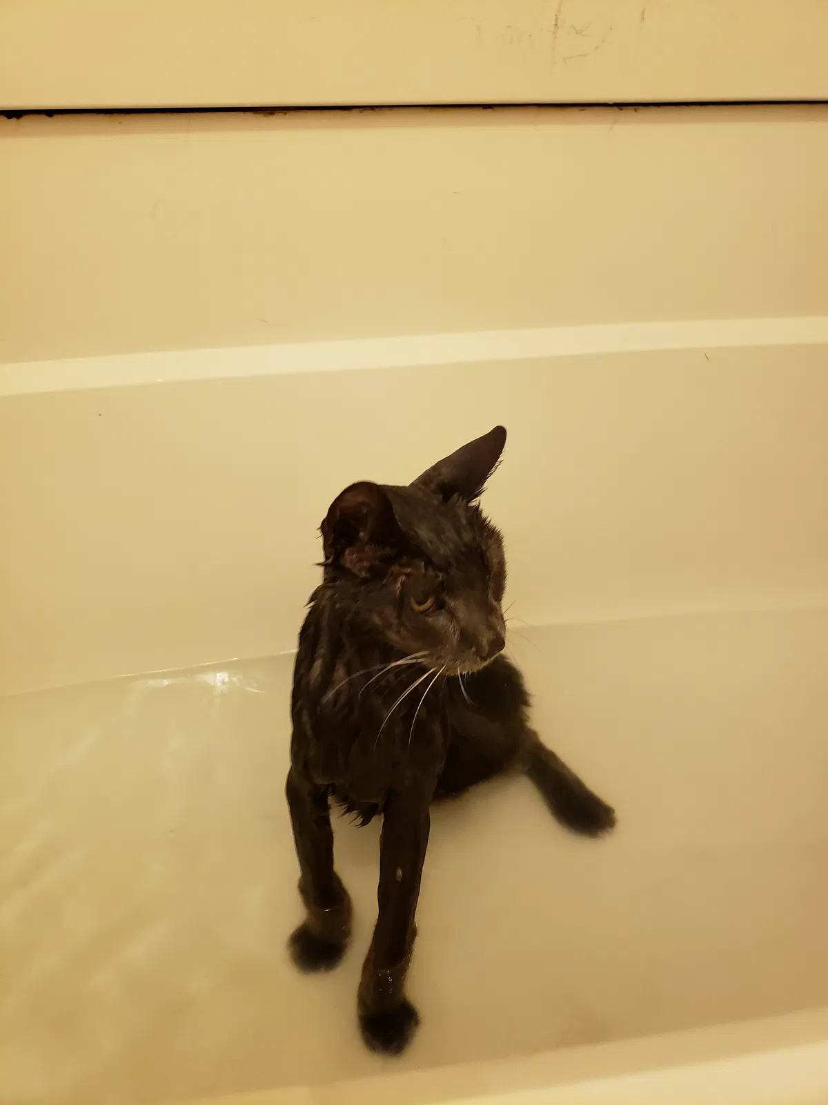 Lost cat in Silver Spring, MD, 20905