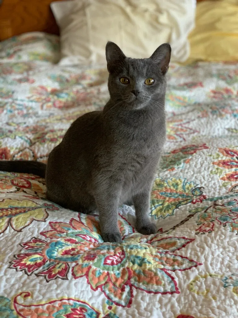 Lost cat in Lookout Mountain, GA, 30750