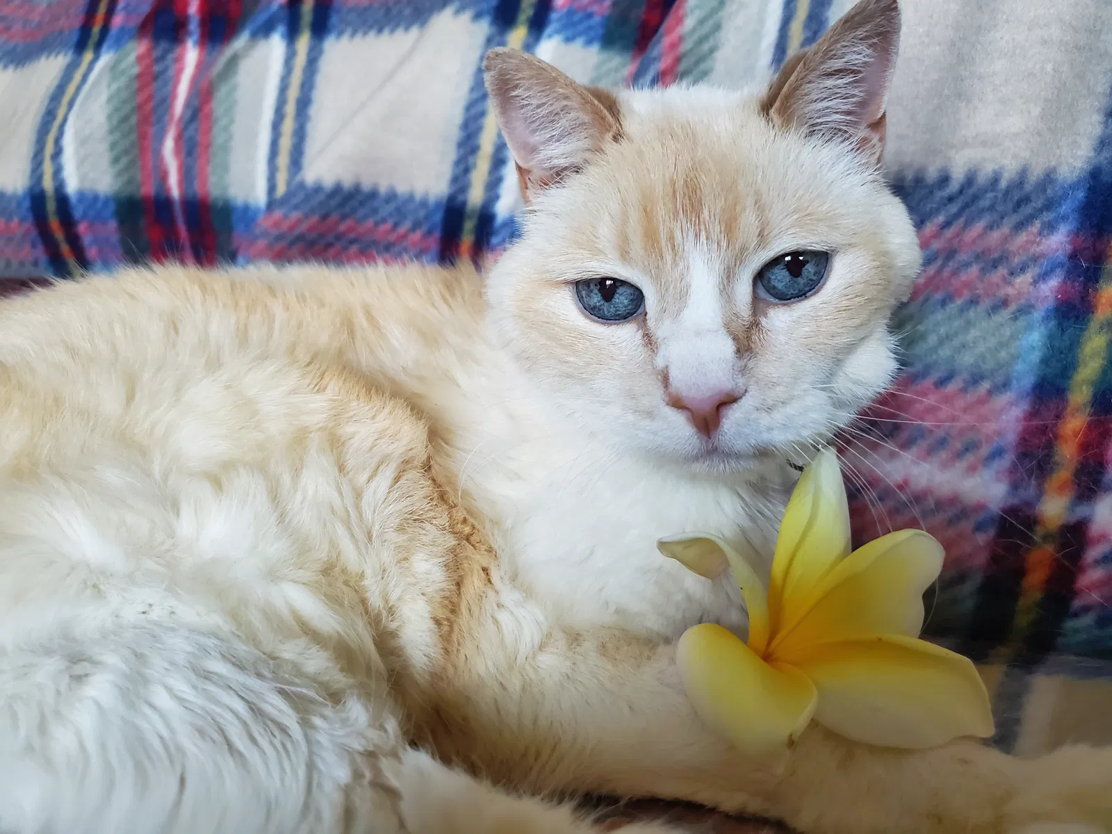 Lost cat in Ontario, CA, 91761