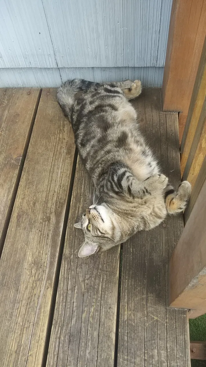 Lost cat in North Las Vegas, NV, 89085