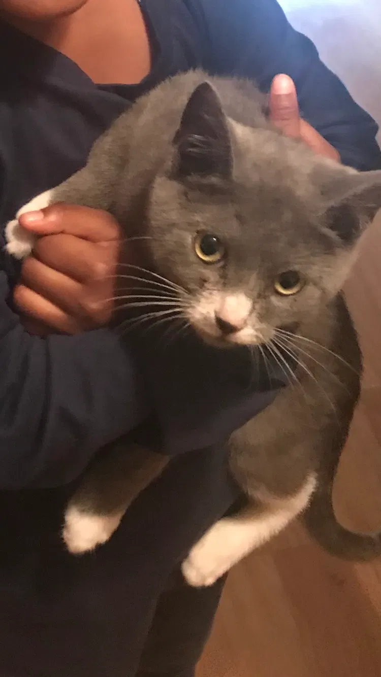 Lost cat in Hillsborough, NJ, 8844
