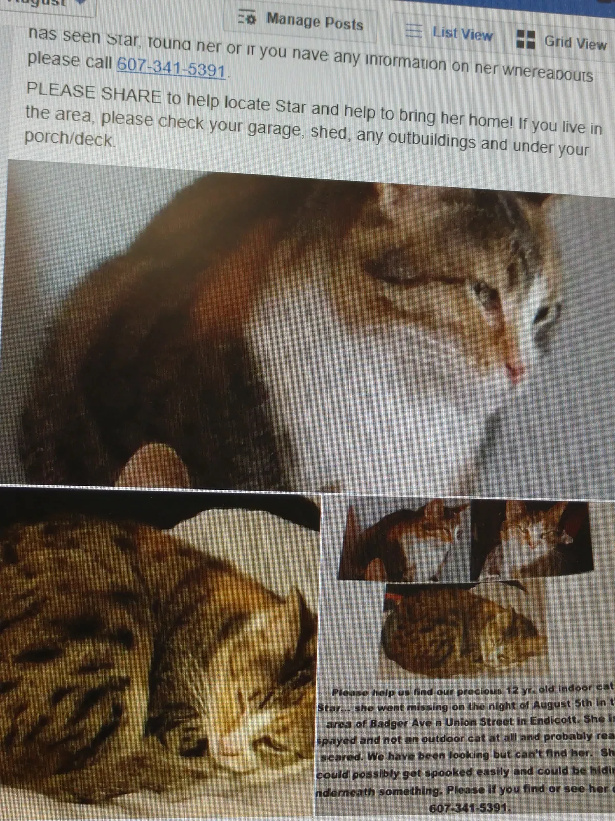 Lost cat in Endicott, NY, 13760