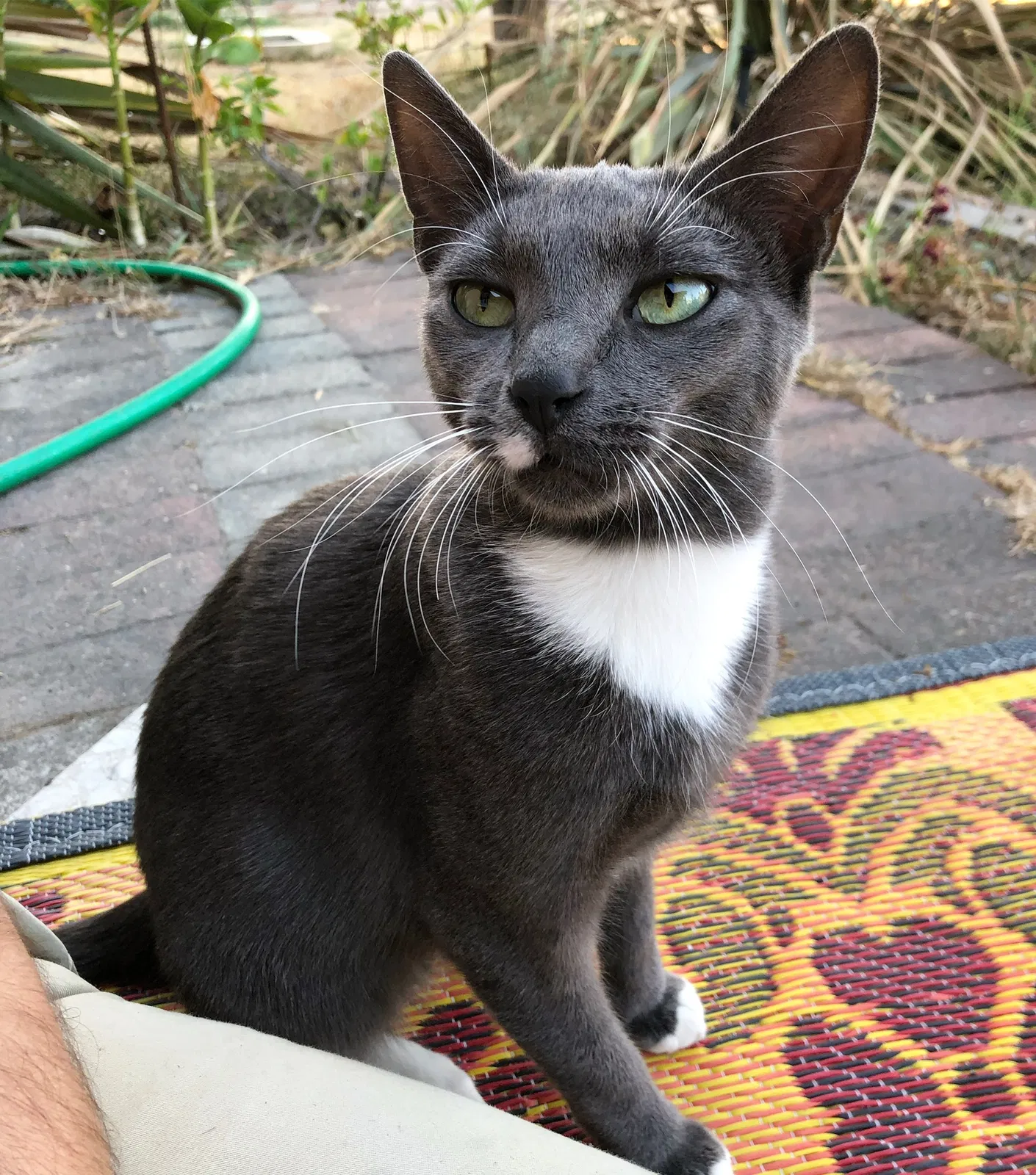 Lost cat in Sacramento, CA, 95828
