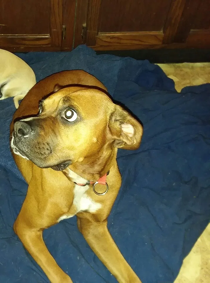 Lost dog in Black Mountain, NC, 28711