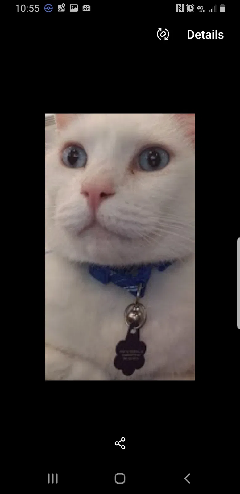 Lost cat in Charlotte, NC, 28215