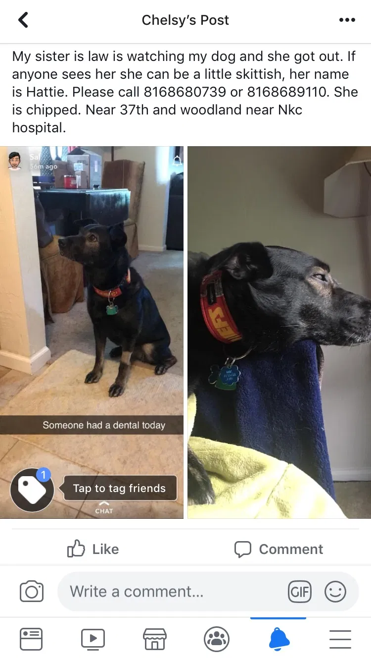 Lost dog in Kansas City, MO, 64116