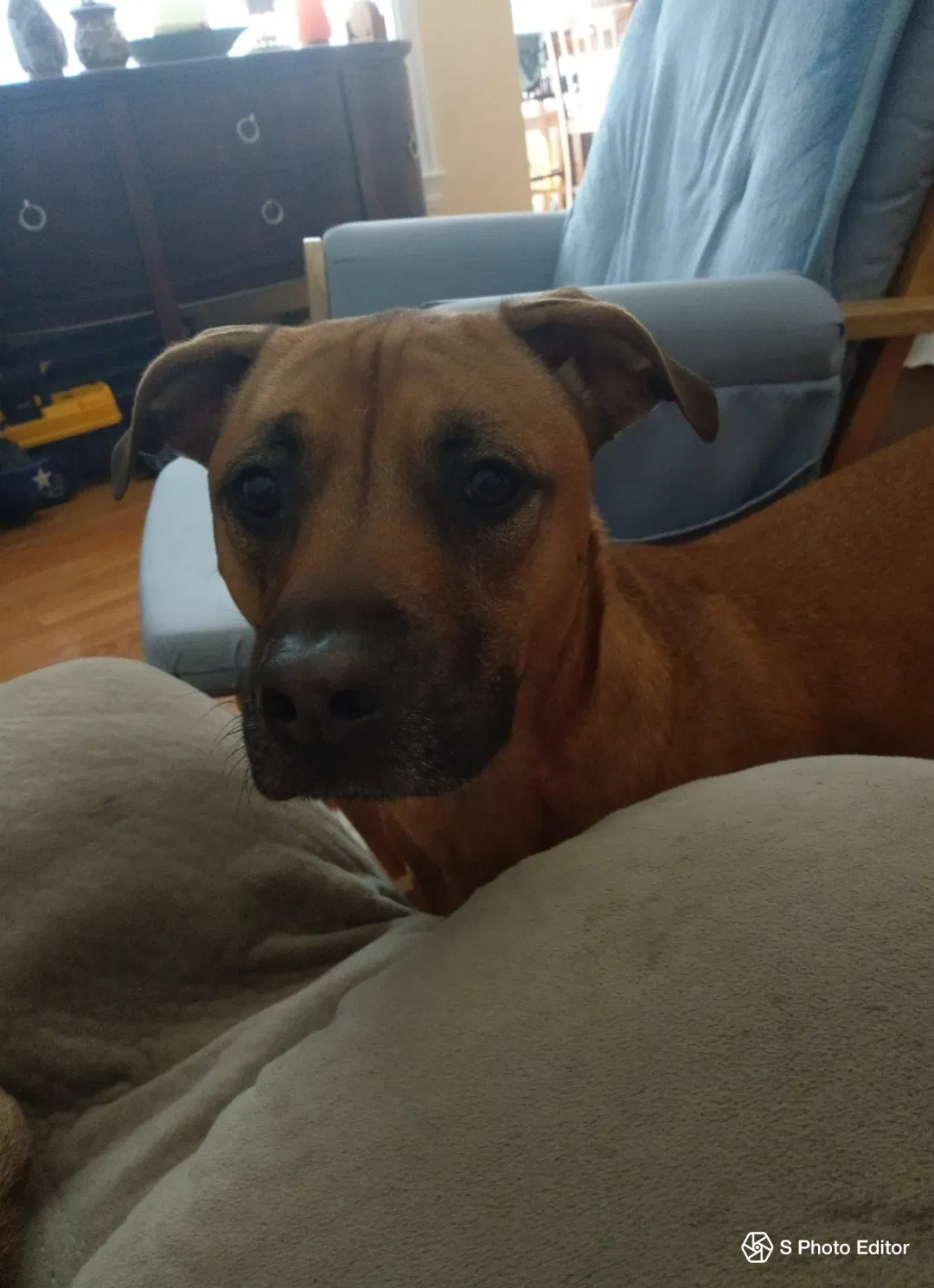 Lost dog in Suffolk, VA, 23435