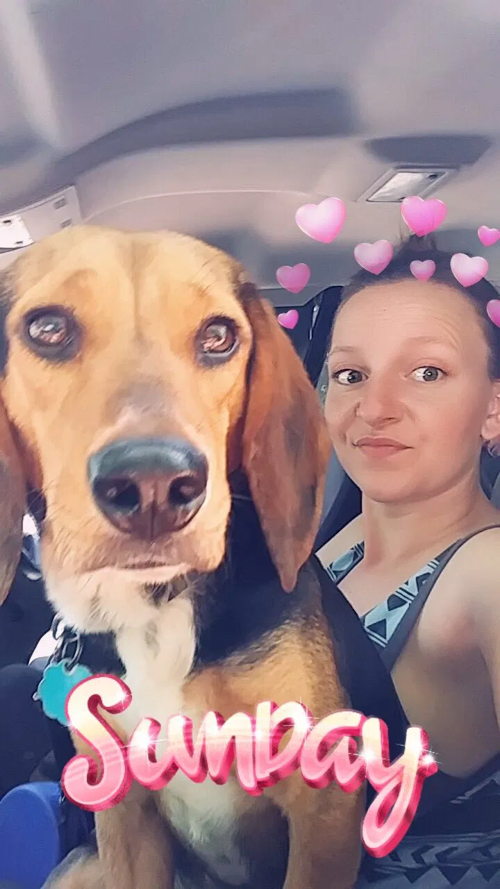 Lost dog in Townville, SC, 29689