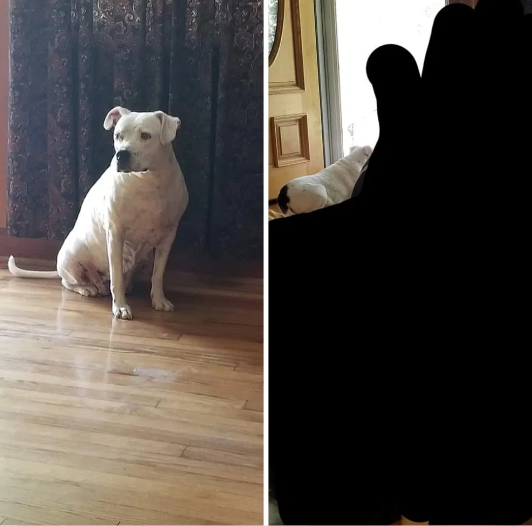 Lost dog in Rome, GA, 30165