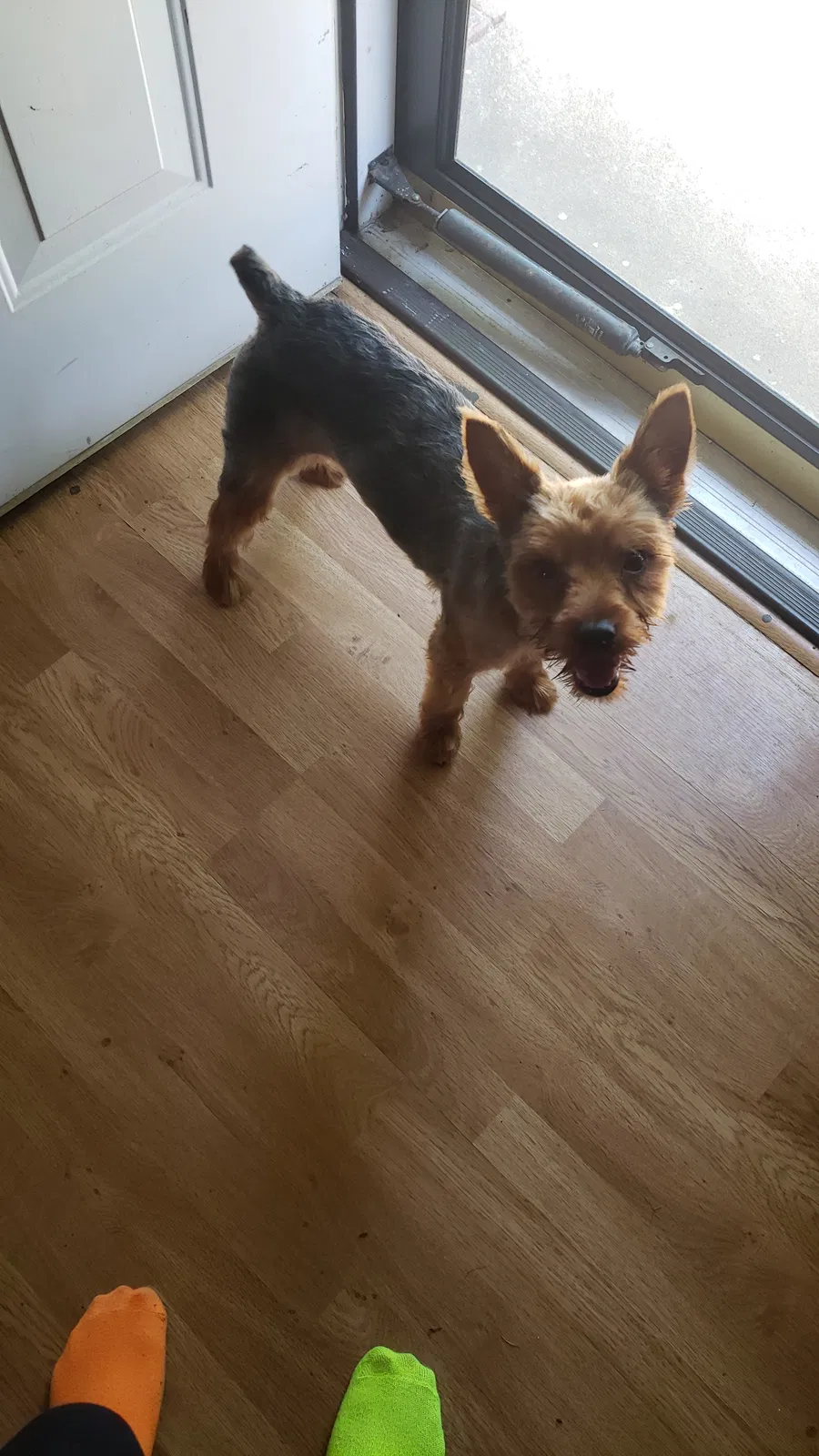 Lost dog in Athens, AL, 35614